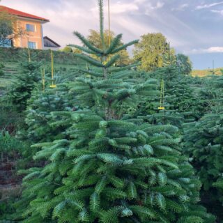 #Formschnitt #schöner Weihnachtsbaum #Bäume die Freude bereiten #Echte Weihnachten
